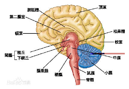 大脑gps细胞